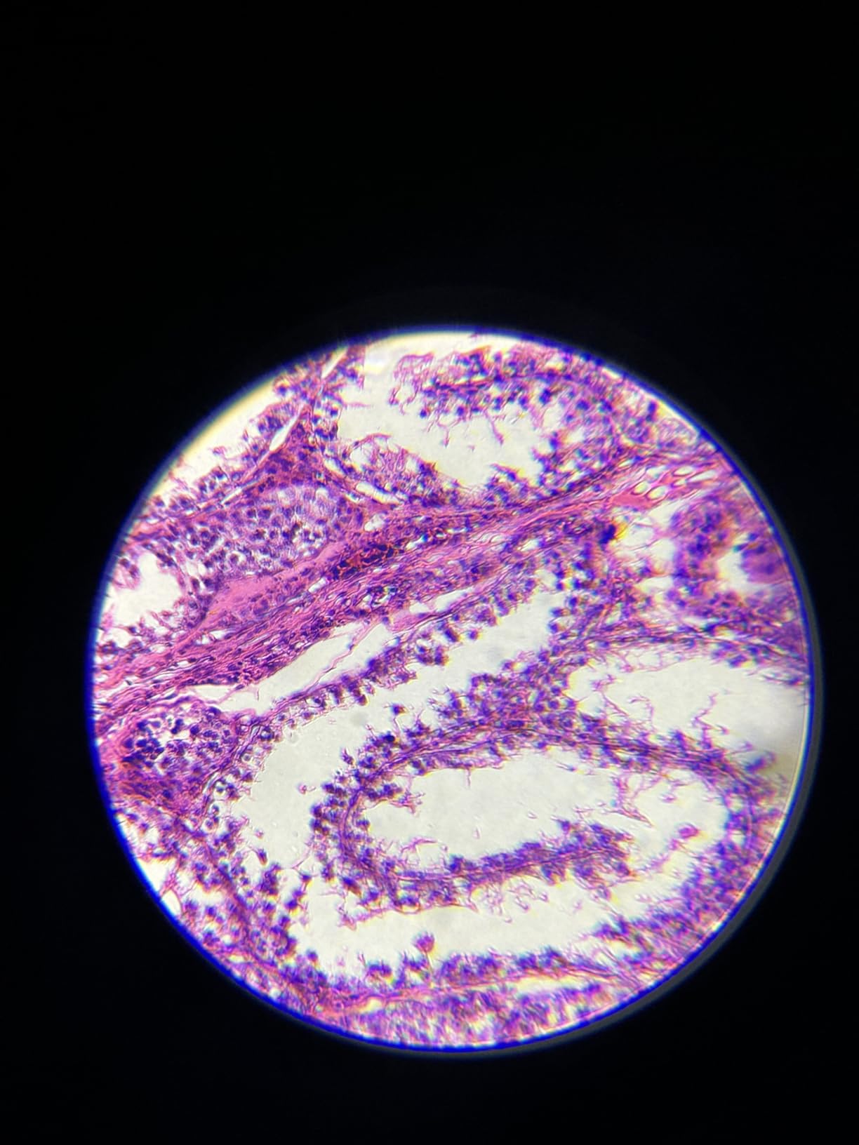 PalliPartners Compound Binocular Microscope for Adults, Professionals & Kids customer photo 2