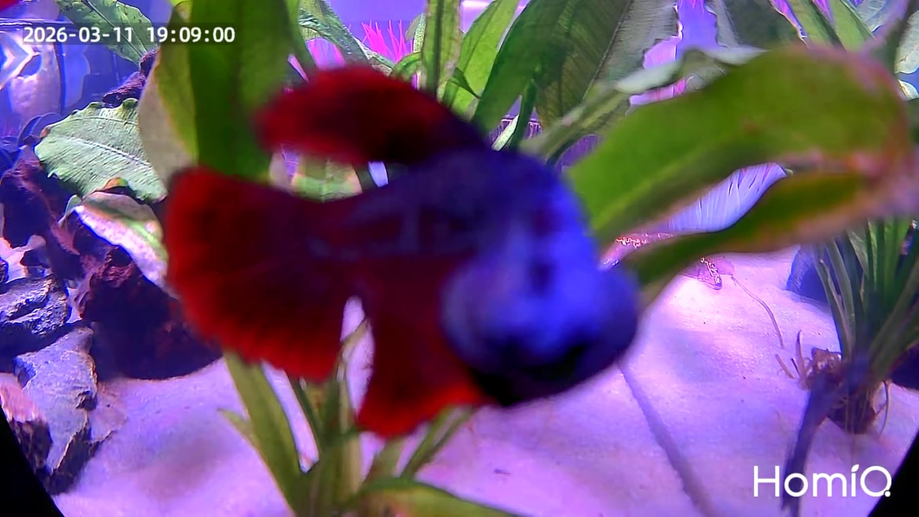 3MP 2K Aquarium & Terrarium Pet Camera. Install & Close-Focus Lens for Fish, Lizard, Reptile Pet and Window Bird Feeder, 2.4GHz & 5GHz WiFi, Auto-Focus, 24/7 Recording customer photo 2