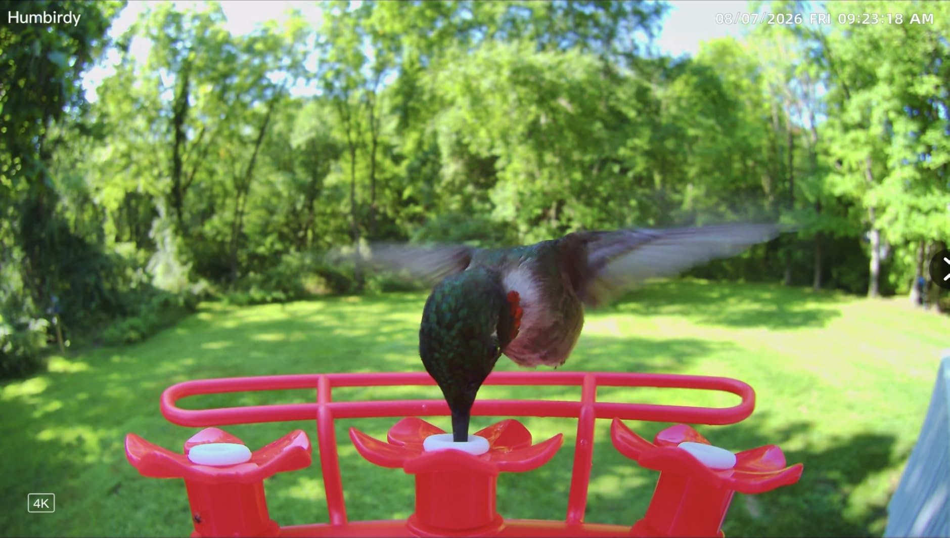 Hummingbird Feeder with Camera, 4K Ultra HD Video at 30fps, 10x Slow-Motion at 120fps, 1.9in Closer Focus, No Subscription, Leak Proof, Ant Moat, Solar Powered, 2.4G&5G Wi-Fi, Bird Lover Gift customer photo 2