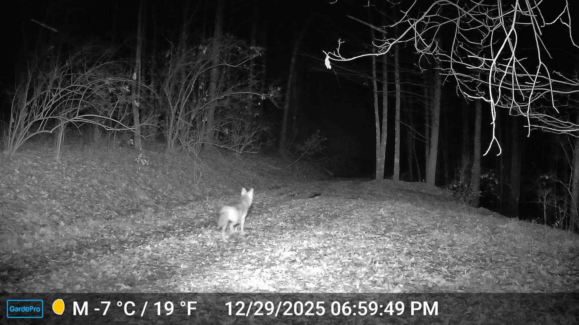 GardePro E5 2.0 Trail Camera (Non-Cellular, Non-WiFi), 4K Video, 0.1s Trigger, 100ft No-Glow Night Vision, IP66 Waterproof, Motion Activated Wildlife Camera customer photo 2