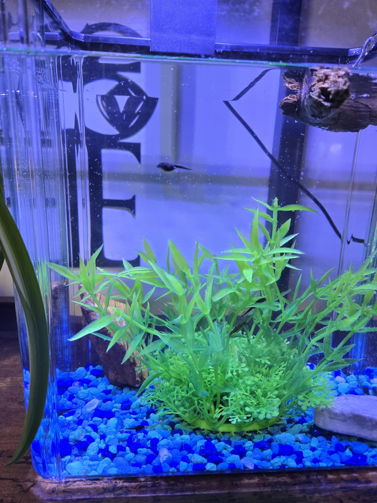 1.8 Gallon Beta Fish Tank Aquariums Kits - Clear Small Fish Bowl Starter Kit with LED Light, Water Filter Pump, Hydroponic Basket - Beginner's Gift for Guppy Shrimp Goldfish, Rectangular customer photo 1