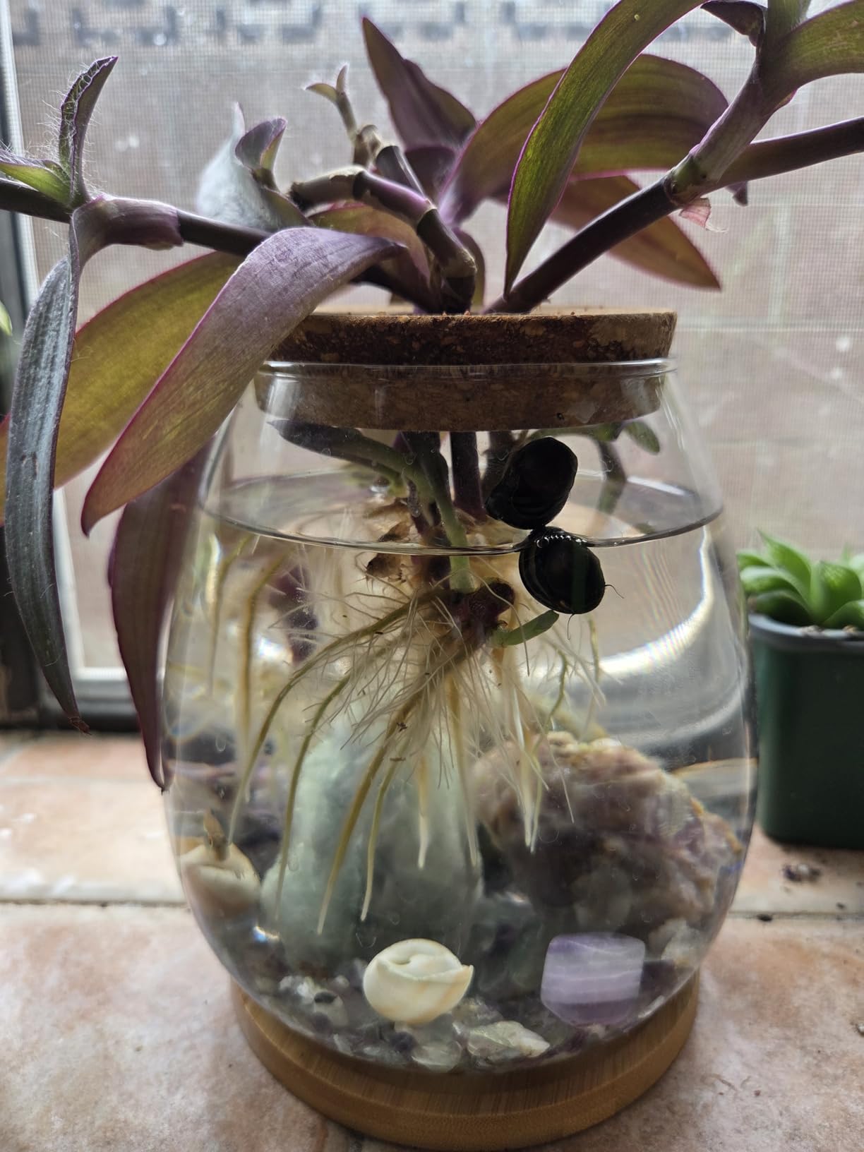 0.5 Gallon Fish Bowl Betta Fish Tank Glass Aquarium with Wood Lid & Bamboo Stand - Hydroponic Plants Planter, Glass Vase, Gift customer photo 1
