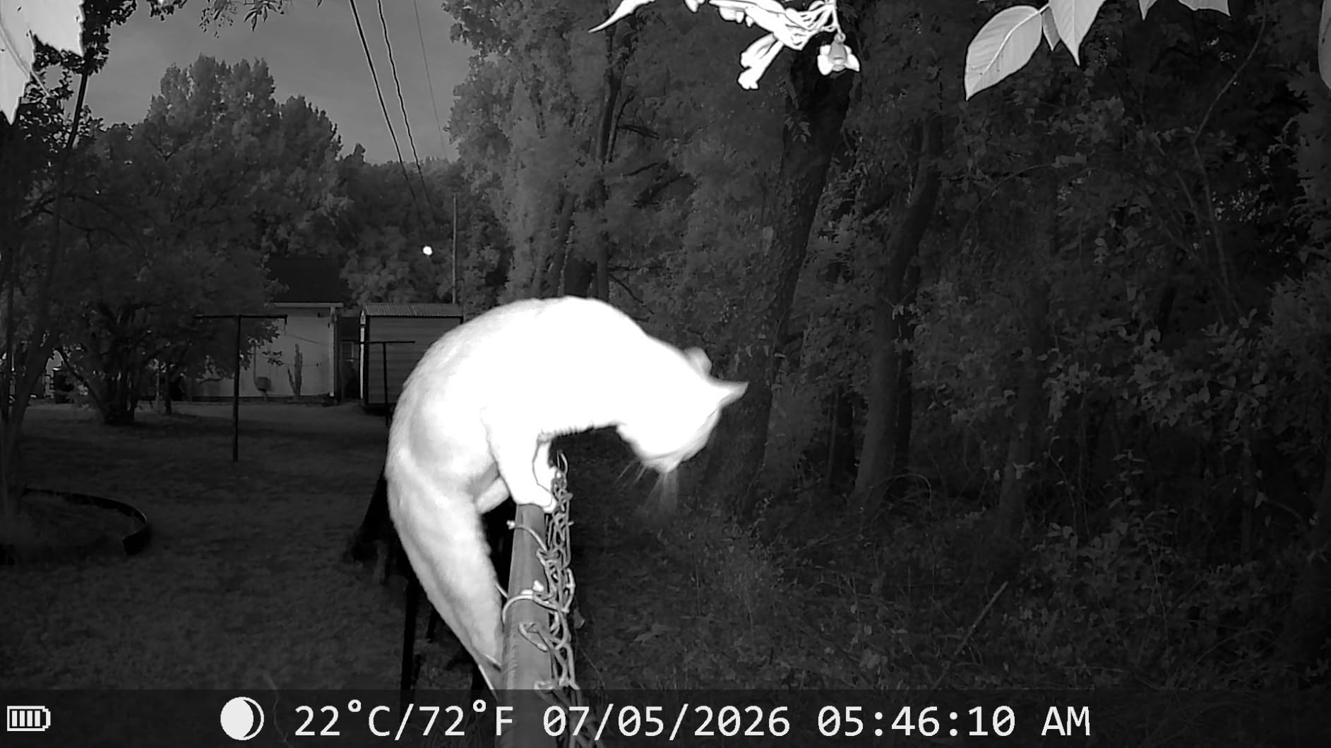 Punvoe Trail Camera 64MP 4K HD Game Camera with 100ft Night Vision 0.1s Trigger Time Motion Activated 130° Wide Angle Ip67 Waterproof WiFi Hunting Camera with 64GB SD Card for Wildlife Monitoring customer photo 2