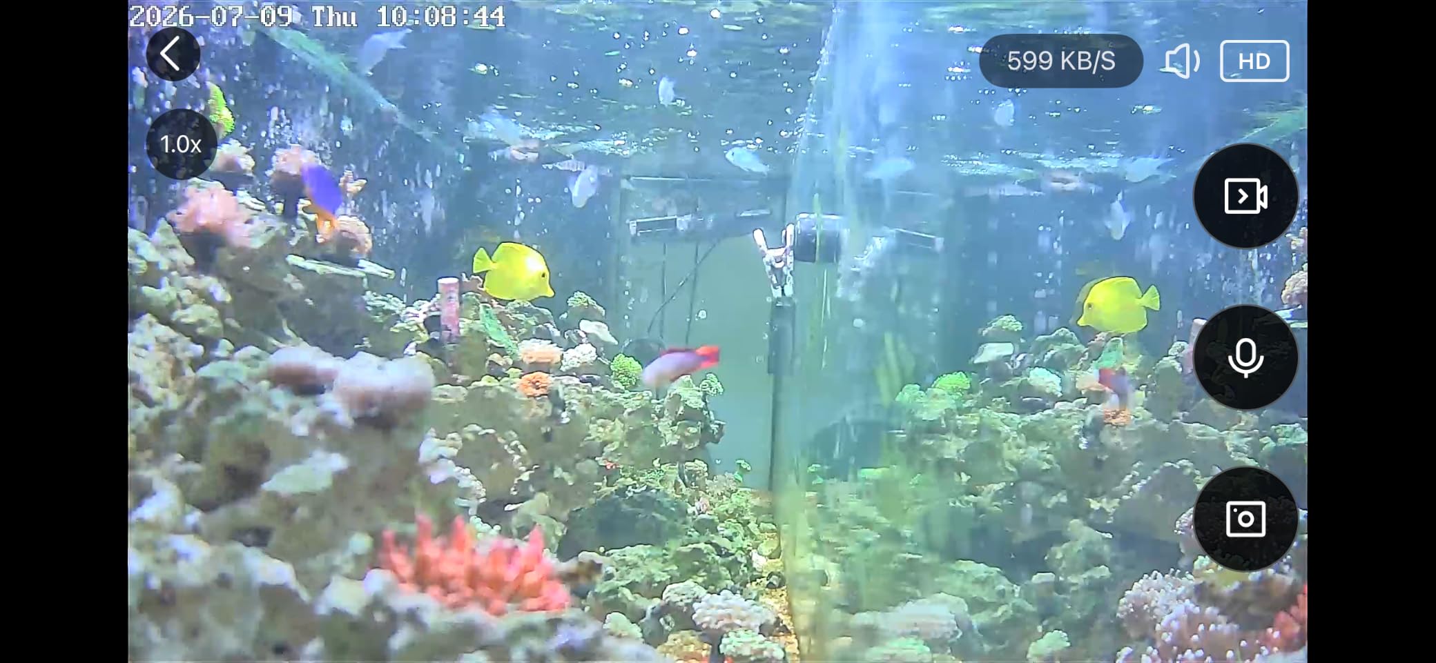 3MP 2K AI Aquarium & Terrarium & Fish Tank Camera with 24/7 Recording | Underwater Pet Camera with Close Focus Lens, Night Vision, App Remote Viewing, for Fish Tank Terrarium Lizard Snake Pet customer photo 2