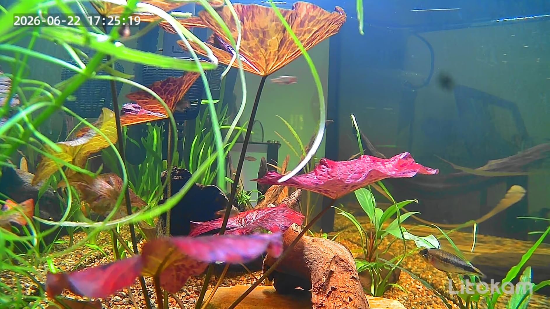 litokam F1.0 Aperture Fish Tank & Reptile Pet Camera. 2K 3MP Anti-Glare Aquarium Terrarium Camera with Close-Focus Lens, 147° Ultra-Wide Angle, 3X Zoom, 2.4G/5GHz WiFi customer photo 1