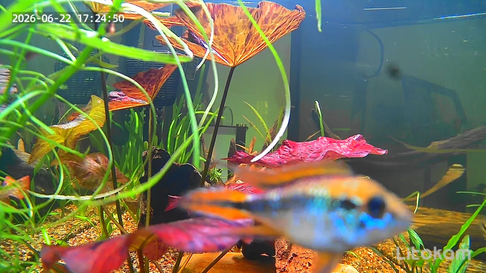 litokam F1.0 Aperture Fish Tank & Reptile Pet Camera. 2K 3MP Anti-Glare Aquarium Terrarium Camera with Close-Focus Lens, 147° Ultra-Wide Angle, 3X Zoom, 2.4G/5GHz WiFi customer photo 2