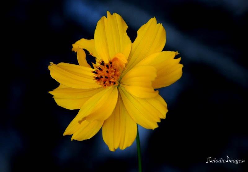 Canon EF-S 18-135mm f/3.5-5.6 is STM customer photo 2