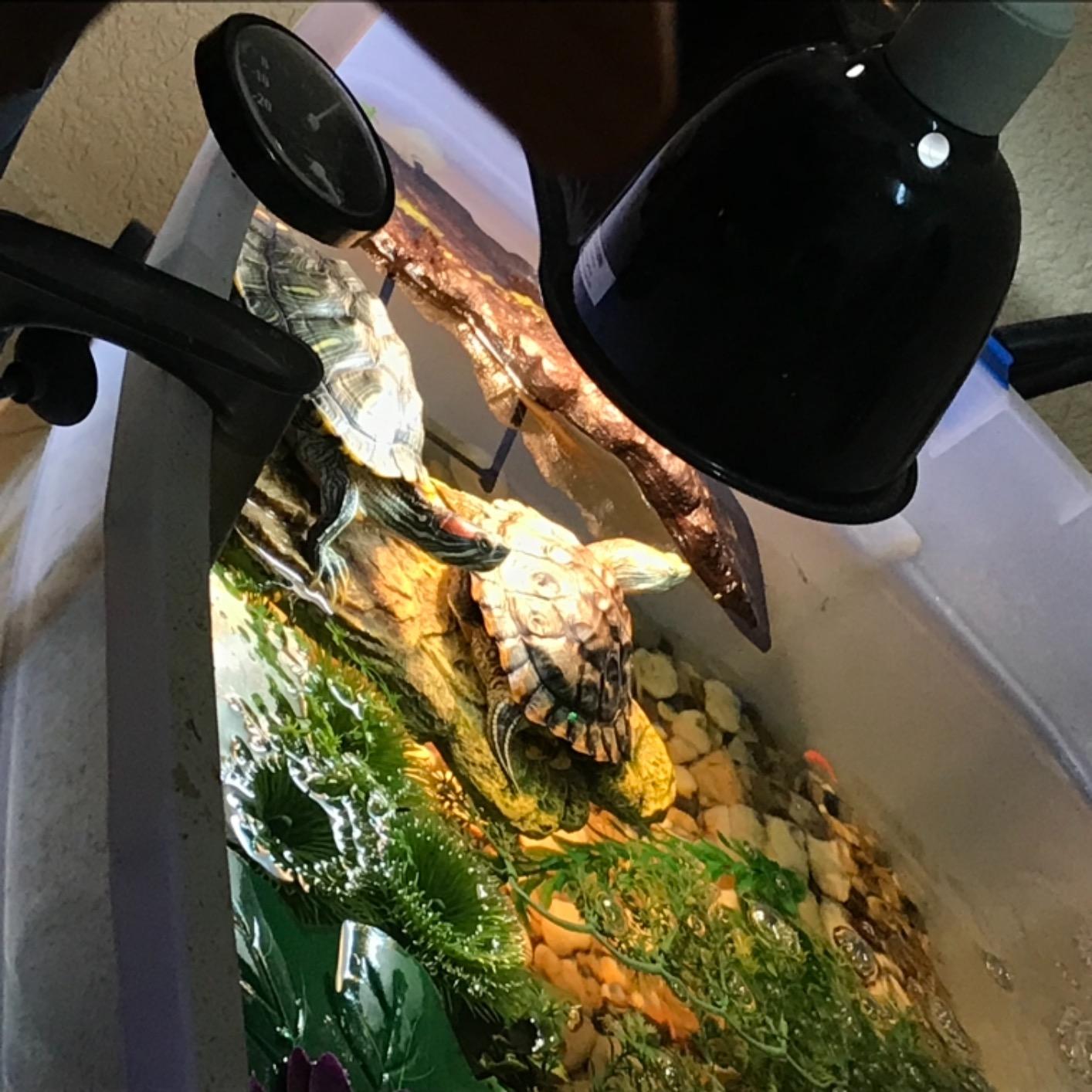 Zoo Med Turtle Lamp Combo Pack customer photo 2