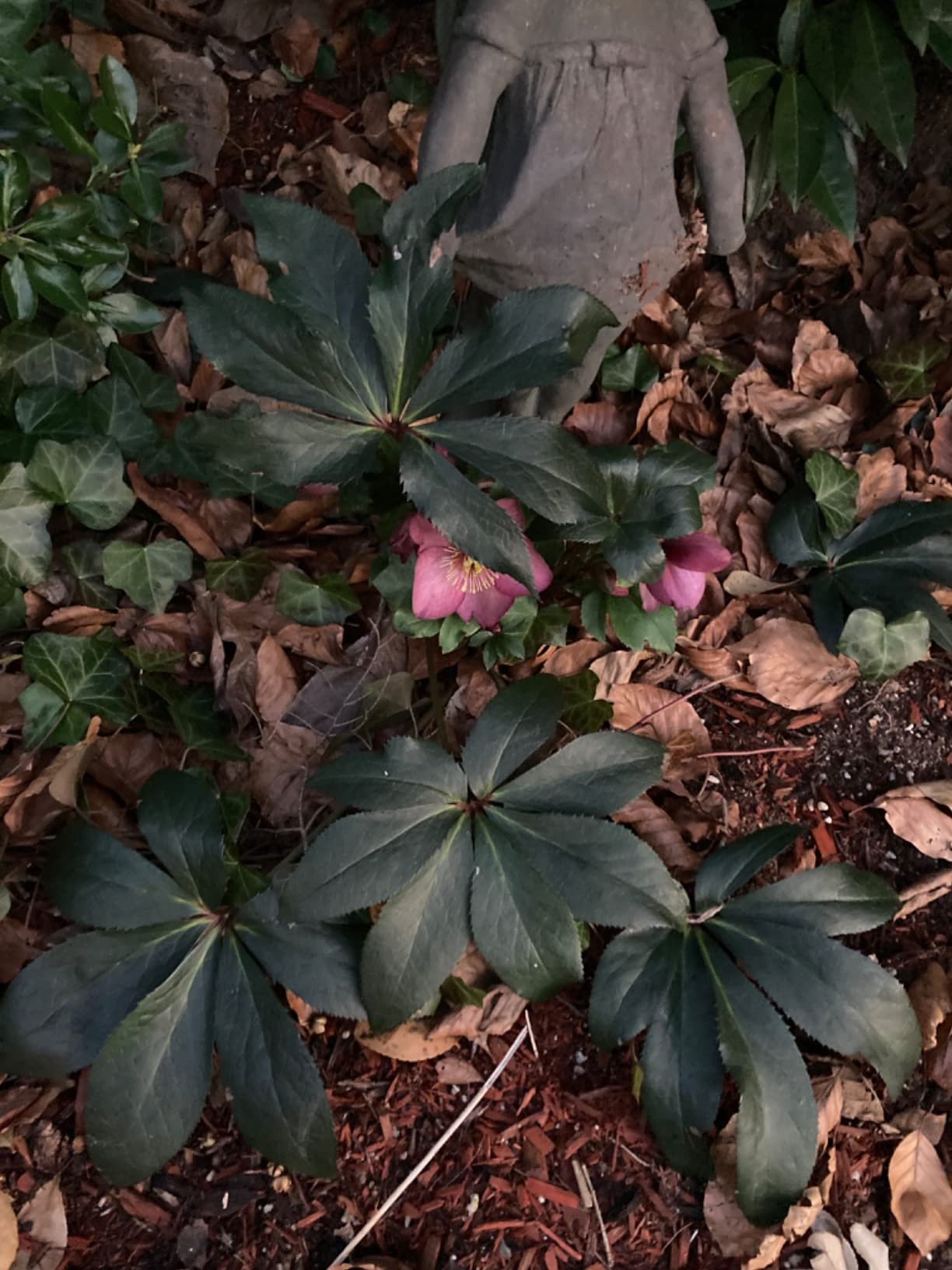 3 Containers of Mixed Lenten Rose/Hellebore in 2.5 Inch Pots- Great for Fall Planting! customer photo 1