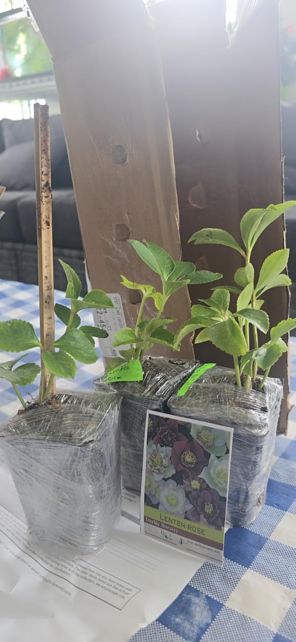 3 Containers of Mixed Lenten Rose/Hellebore in 2.5 Inch Pots- Great for Fall Planting! customer photo 2