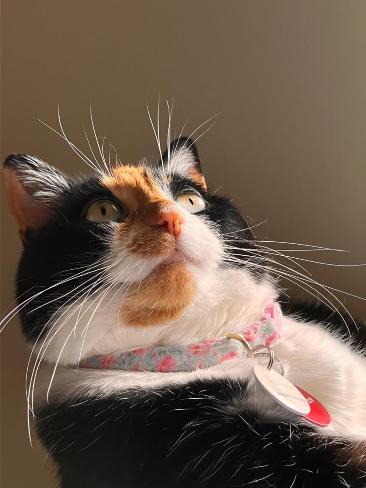 Sure Petcare -SureFlap - SureFeed - Microchip Pet Feeder - Selective-Automatic Pet Feeder Makes Meal Times Stress-Free, Suitable for Both Wet and Dry Food - MPF001 customer photo 2