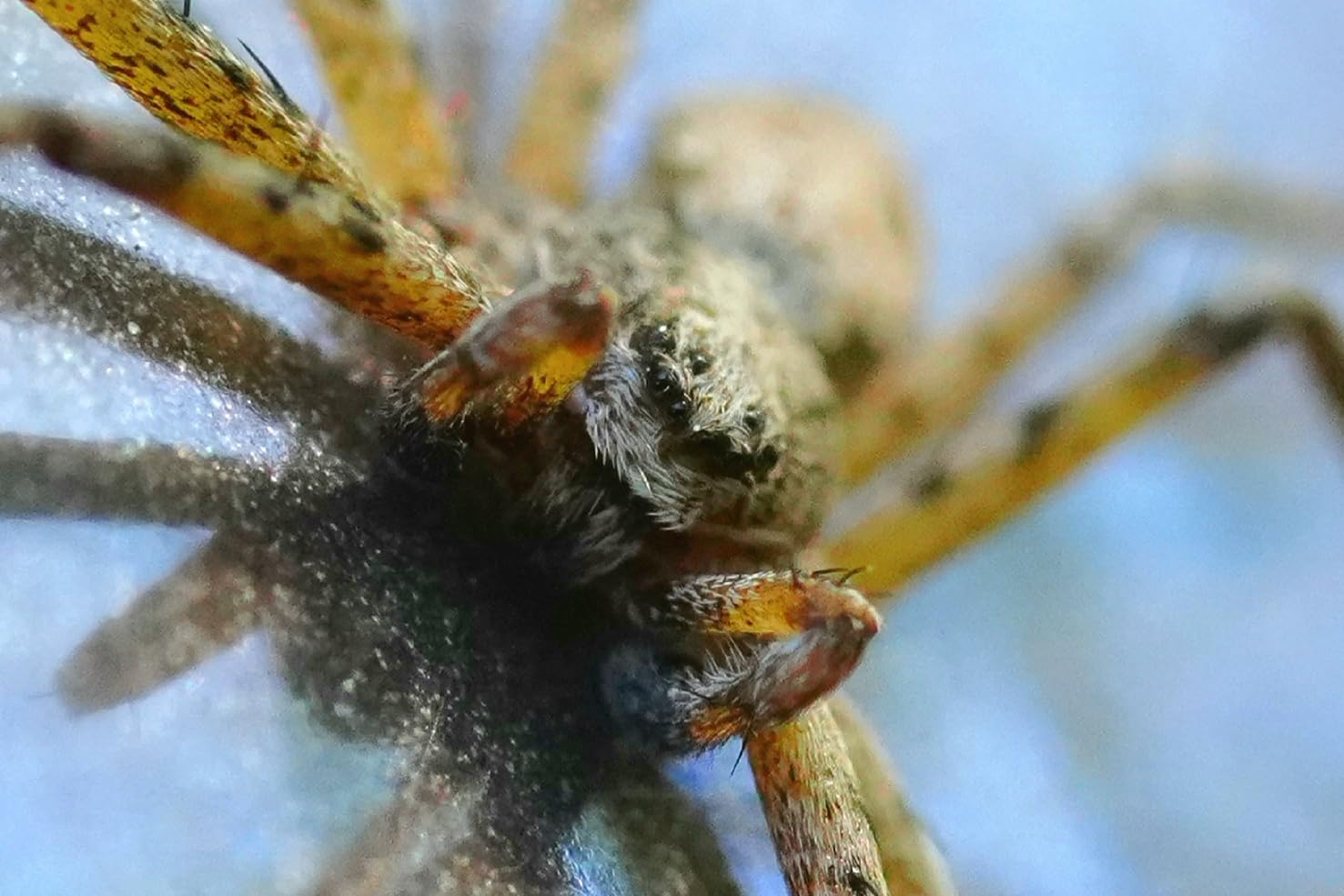 Sony FE 90mm F2.8 Macro G OSS Full-Frame Lens customer photo 1