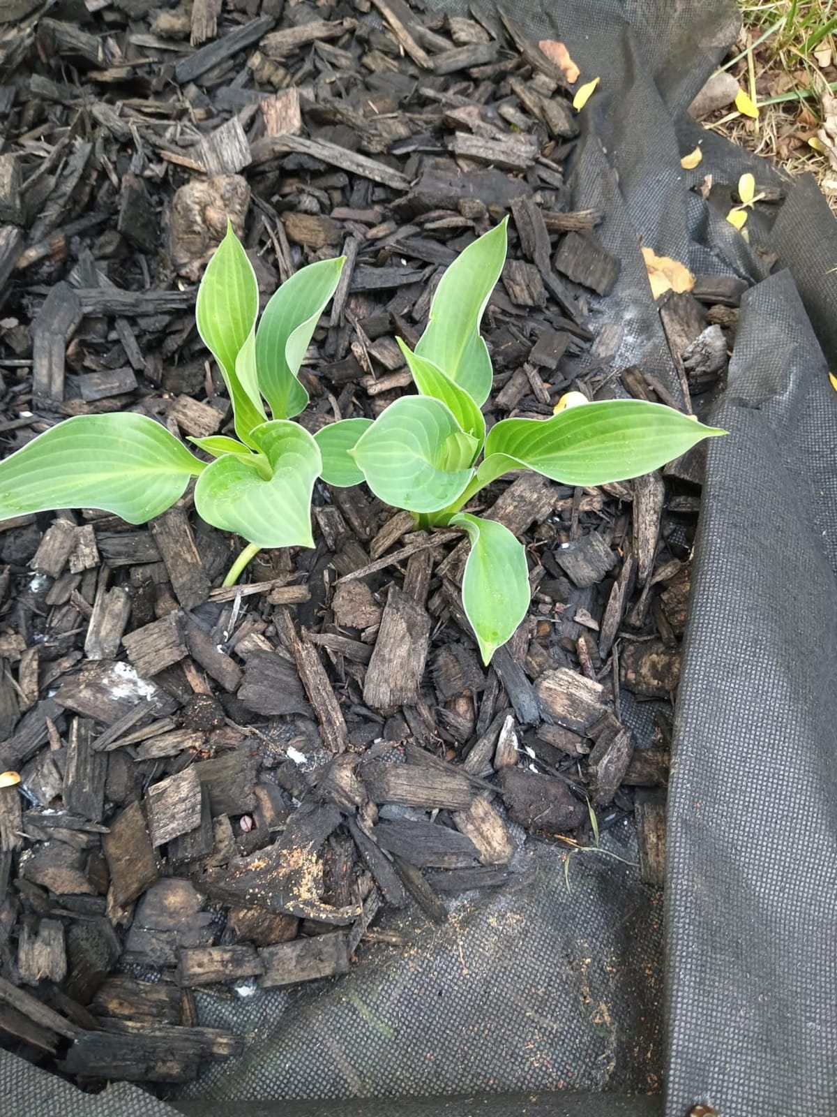 Best Deal on Amazon 9-Pack Hosta Bare Root Perennial Plants - Fresh from Our Farm Ship Fast Directly to you. Perfect for any home & garden grows year after year! customer photo 1