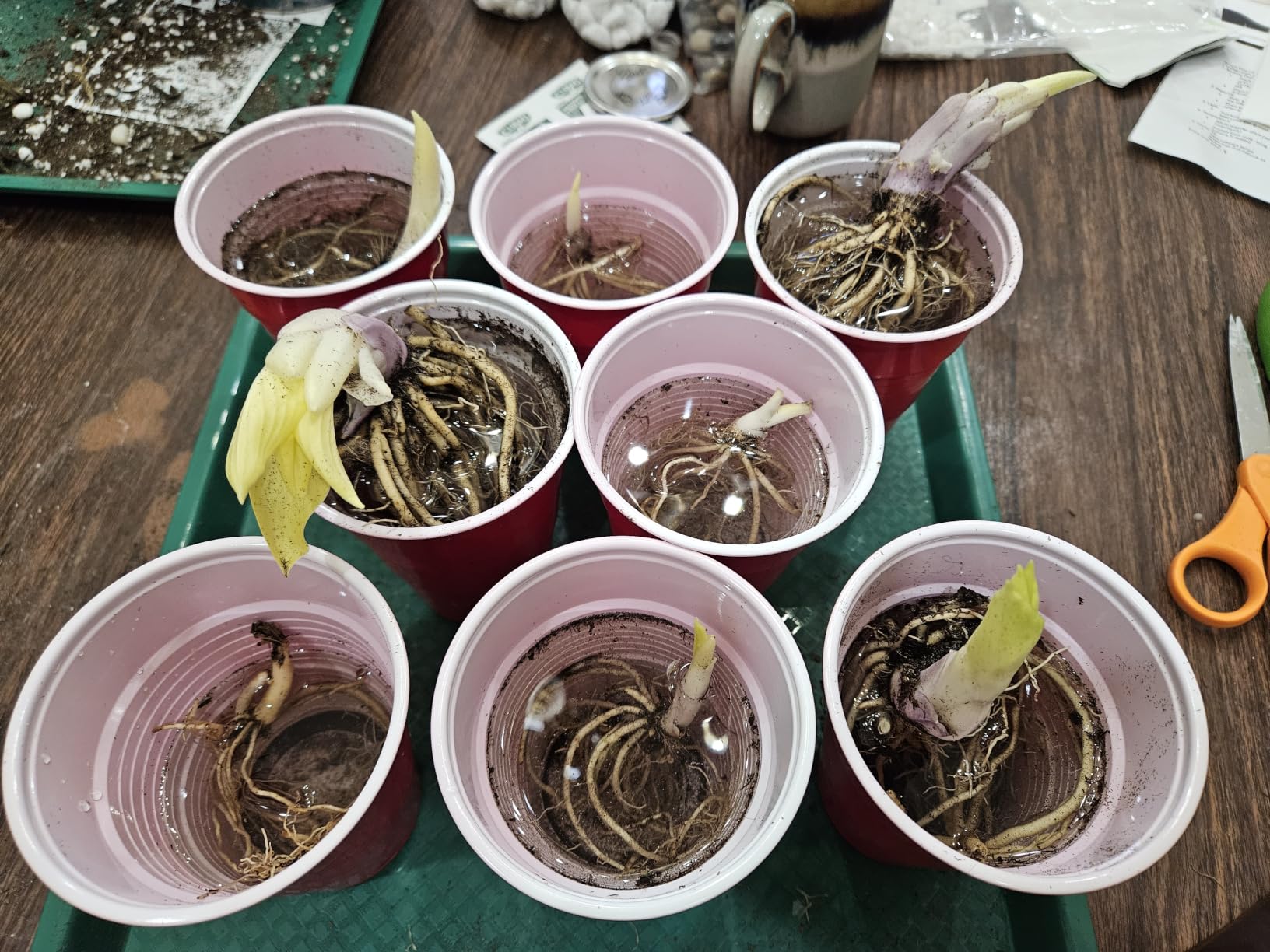 Best Deal on Amazon 9-Pack Hosta Bare Root Perennial Plants - Fresh from Our Farm Ship Fast Directly to you. Perfect for any home & garden grows year after year! customer photo 2