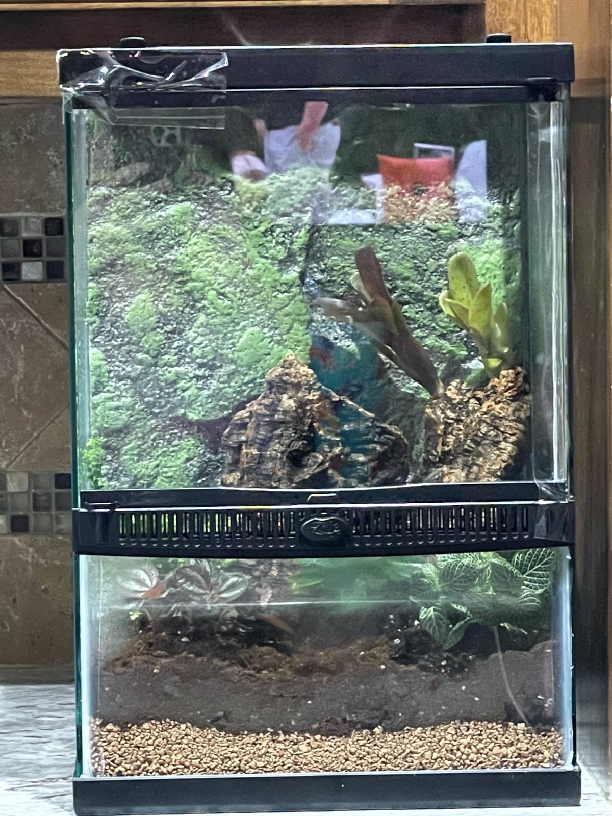 Zilla 11 Gallon Glass Tropical Vertical Terrarium Kit customer photo 2