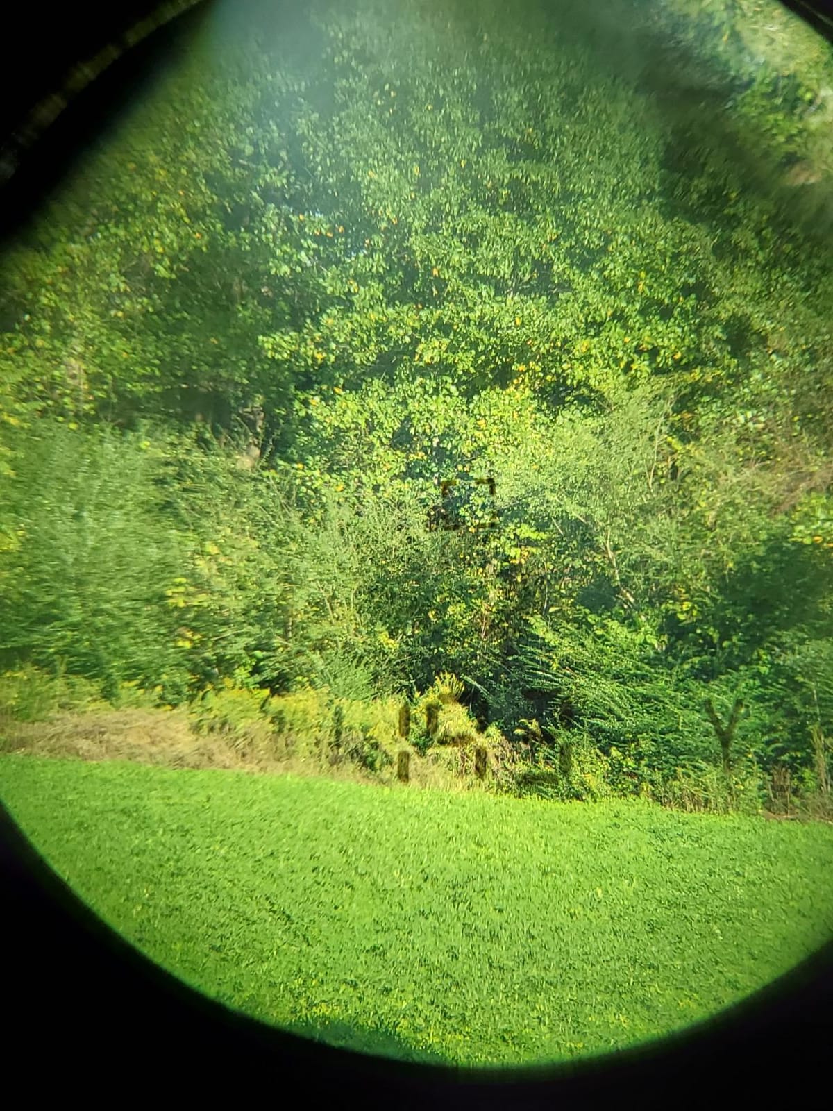 Halo Optics XL 450 Rangefinder customer photo 2