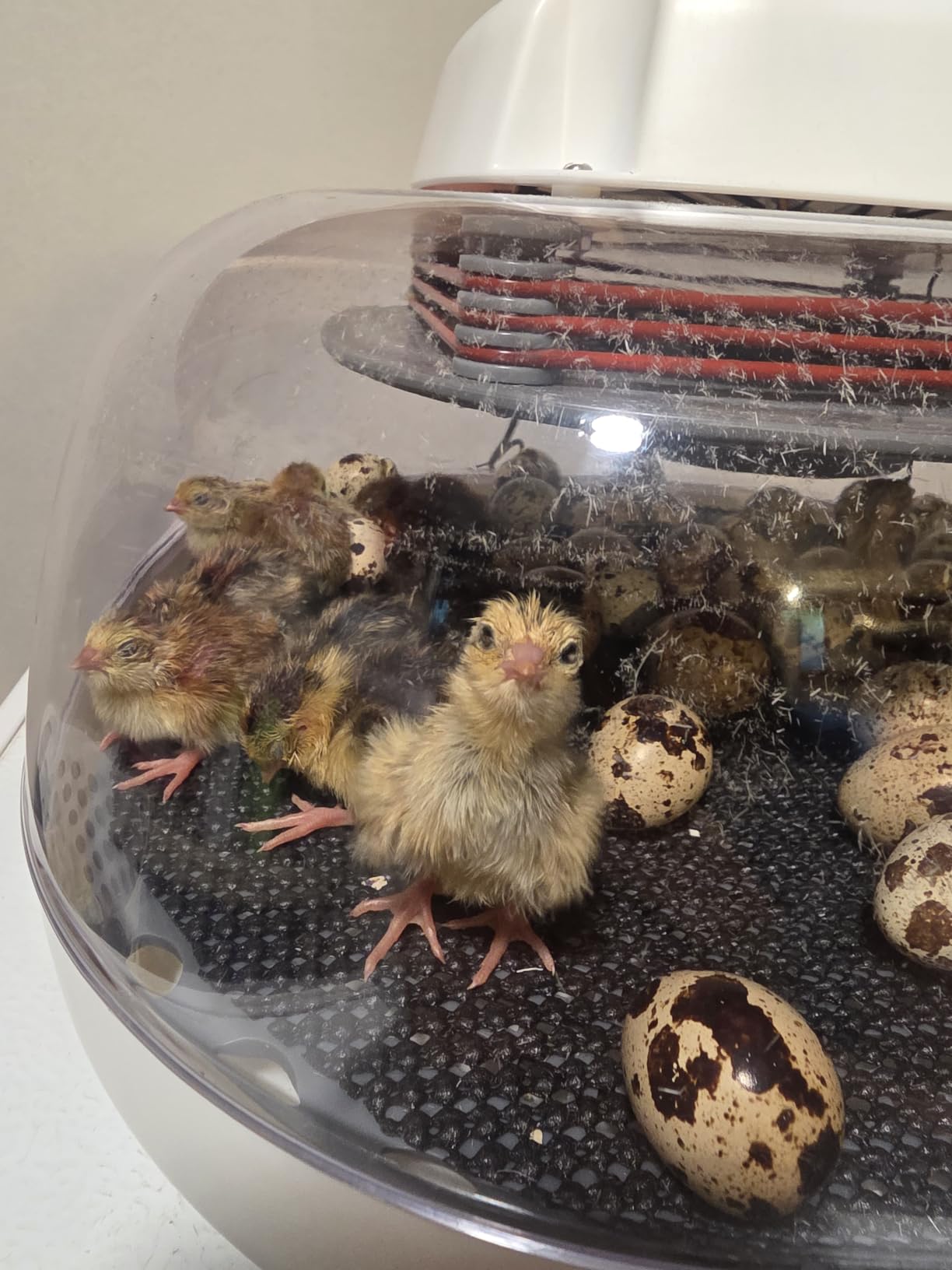 Harris Farms Nurture Right Egg Incubator with Auto Turner, Holds 22 Eggs customer photo 2
