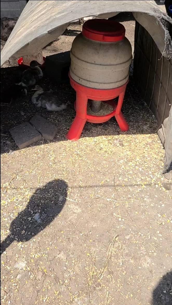 Little Giant® Plastic Dome Feeder | Heavy Duty Plastic Gravity Fed Poultry Feed Container Tank | Backyard Poultry for Hobbyists, Farmers and Ranchers | 45 LB customer photo 2
