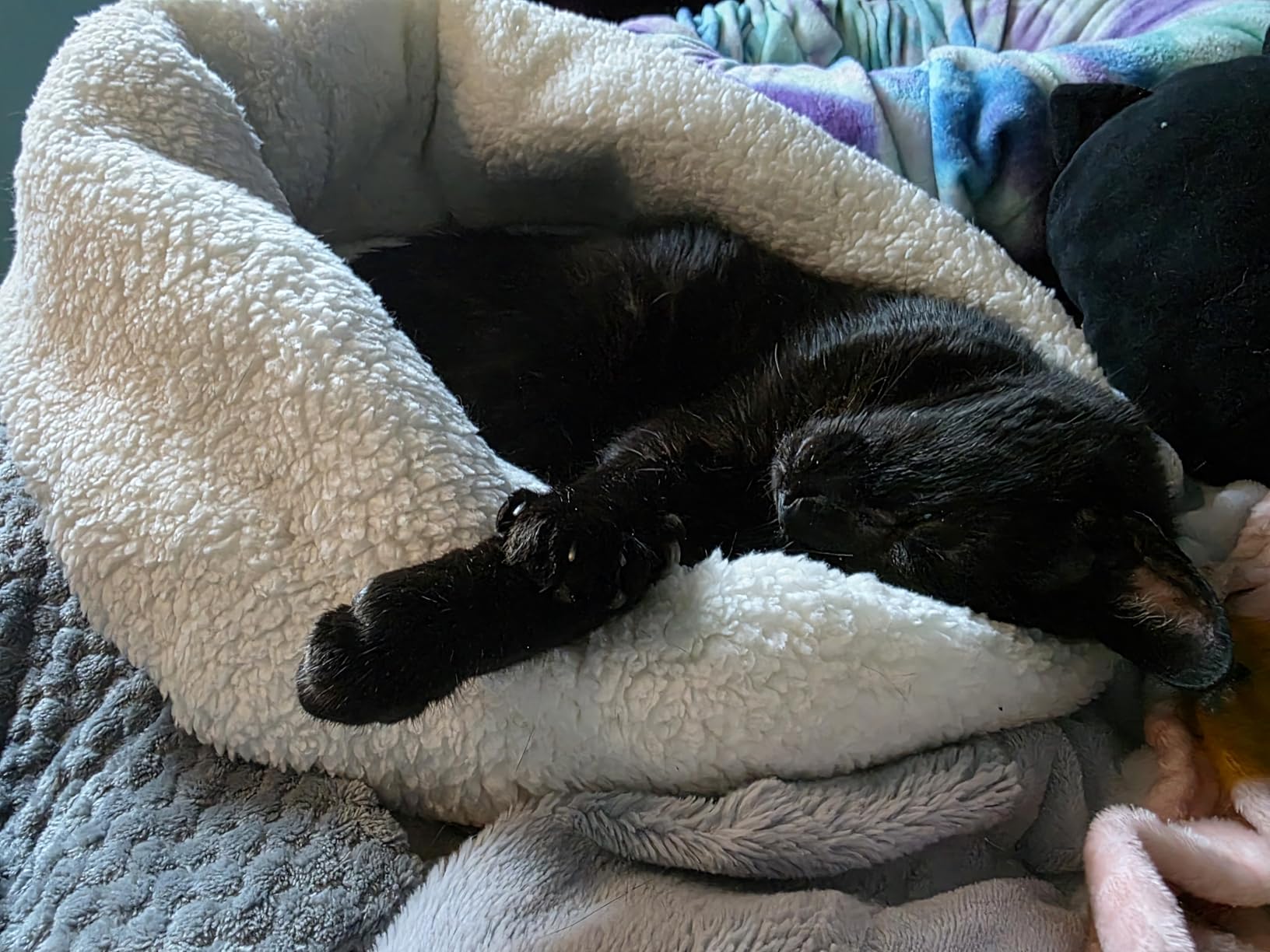 K&H Heated Cat Bed, Thermo-Snuggle Cup Bomber Indoor, Safety Listed, 18x14 customer photo 2