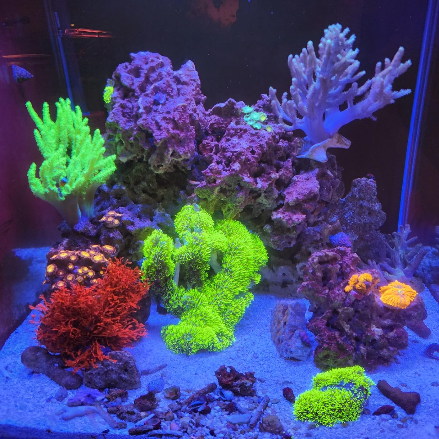 Wills Aquarium Light, 100W Full Spectrum LED Reef Lights, 16