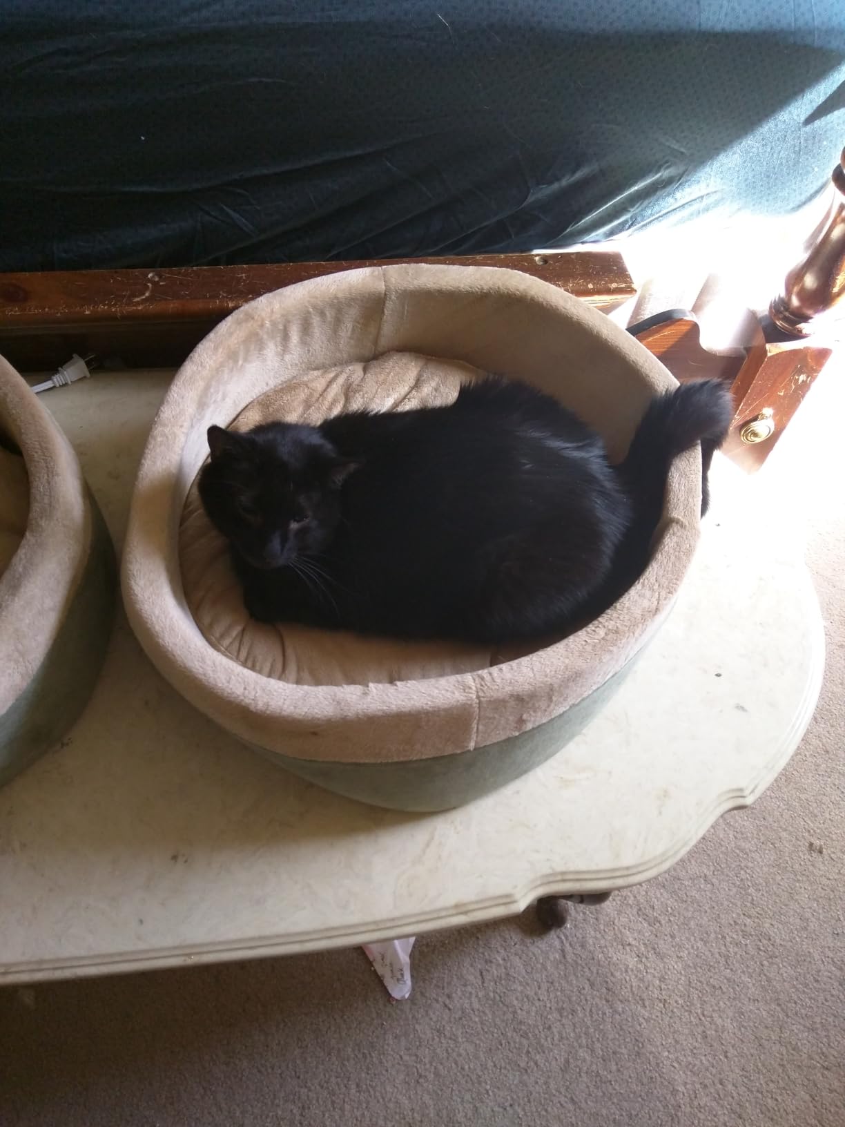 K&H Heated Cat Bed, Thermo-Kitty Bed Indoor, Safety Listed, Small 16in, 4W customer photo 1