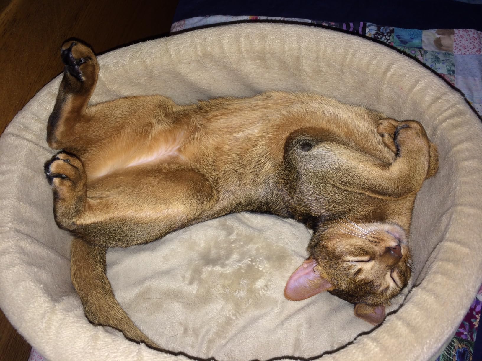 K&H Heated Cat Bed, Thermo-Kitty Bed Indoor, Safety Listed, Small 16in, 4W customer photo 2
