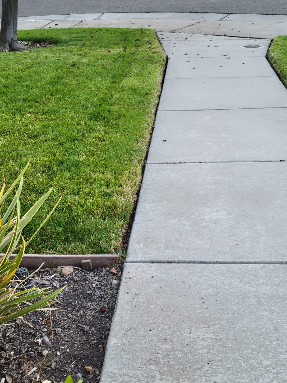 CRAFTSMAN V20 Weed Wacker Cordless String Trimmer and Edger, Weed Eater Includes 2.0 Ah Battery and Charger, Lightweight, Extended Runtime, 2 Speed (CMCST900D1) customer photo 1