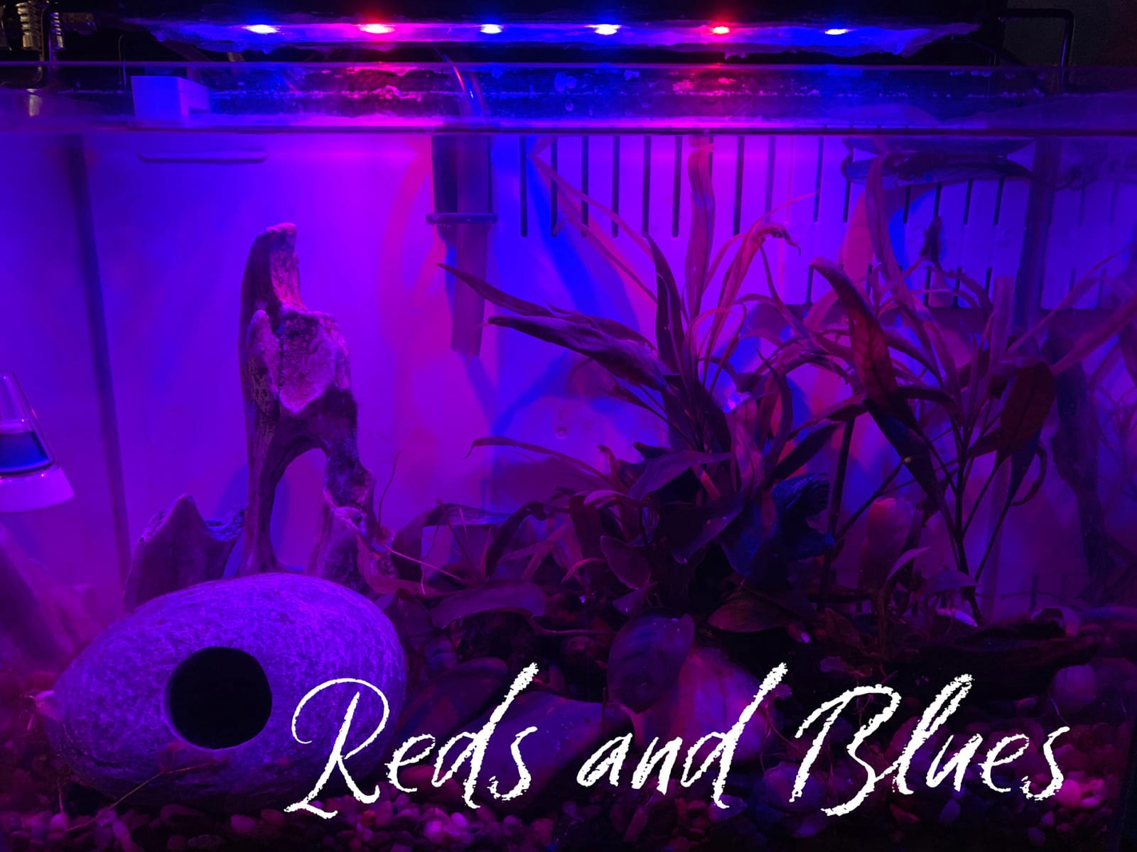 hygger 14W Full Spectrum Aquarium Light with Aluminum Alloy Shell Extendable Brackets, White Blue Red LEDs, External Controller, for Freshwater Fish Tank (18-24 inch) customer photo 1
