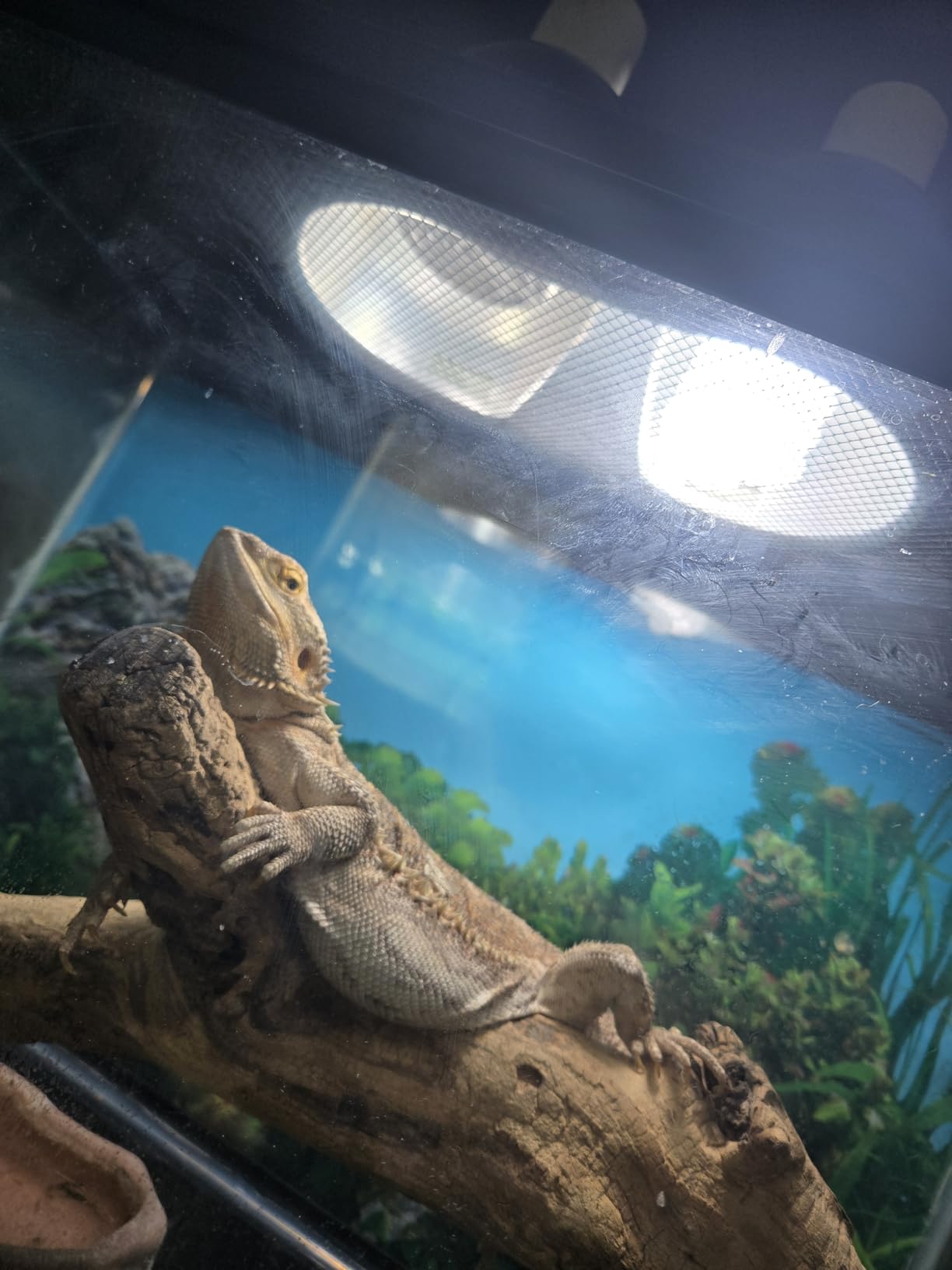 LUCKY HERP UVA UVB Reptile Light 10.0, Desert UVB 150 Compact Fluorescent Lamp, UVB Light for Reptiles 23W, UVA UVB Reptile Light Bulb, UVB Bulb for Reptiles Bearded Dragons Lizards Tortoises Snakes customer photo 1