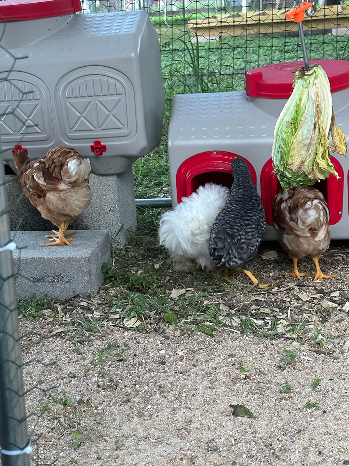 OverEZ Chicken Feeder - Holds 50 Pounds of Feed - Inside or Outside Hen Coop - Large Gravity Fed Automatic Poultry Dispenser - No Waste Rainproof Design customer photo 2