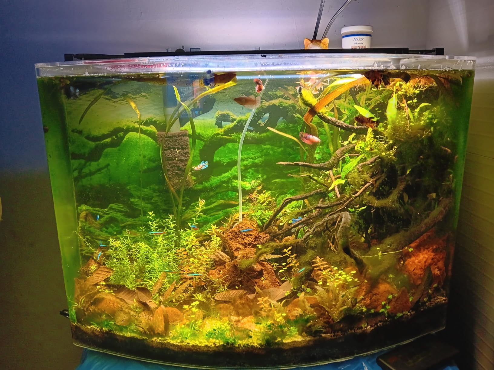 Fluval Plant 3.0 LED Planted Aquarium Lighting, 22 Watts, 15-24 Inches customer photo 1