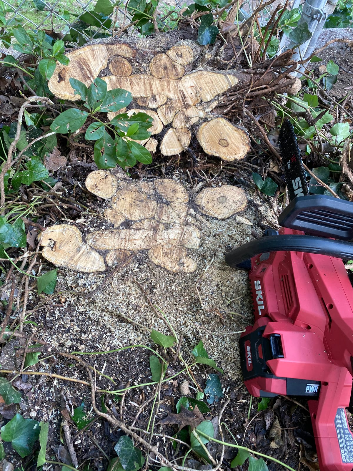 SKIL PWR CORE 40 Brushless 40V 14” Lightweight Chainsaw Kit with Tool-free Chain Tension & Auto Lubrication, Includes 2.5Ah Battery and Auto PWR Jump Charger - CS4555-10 customer photo 2