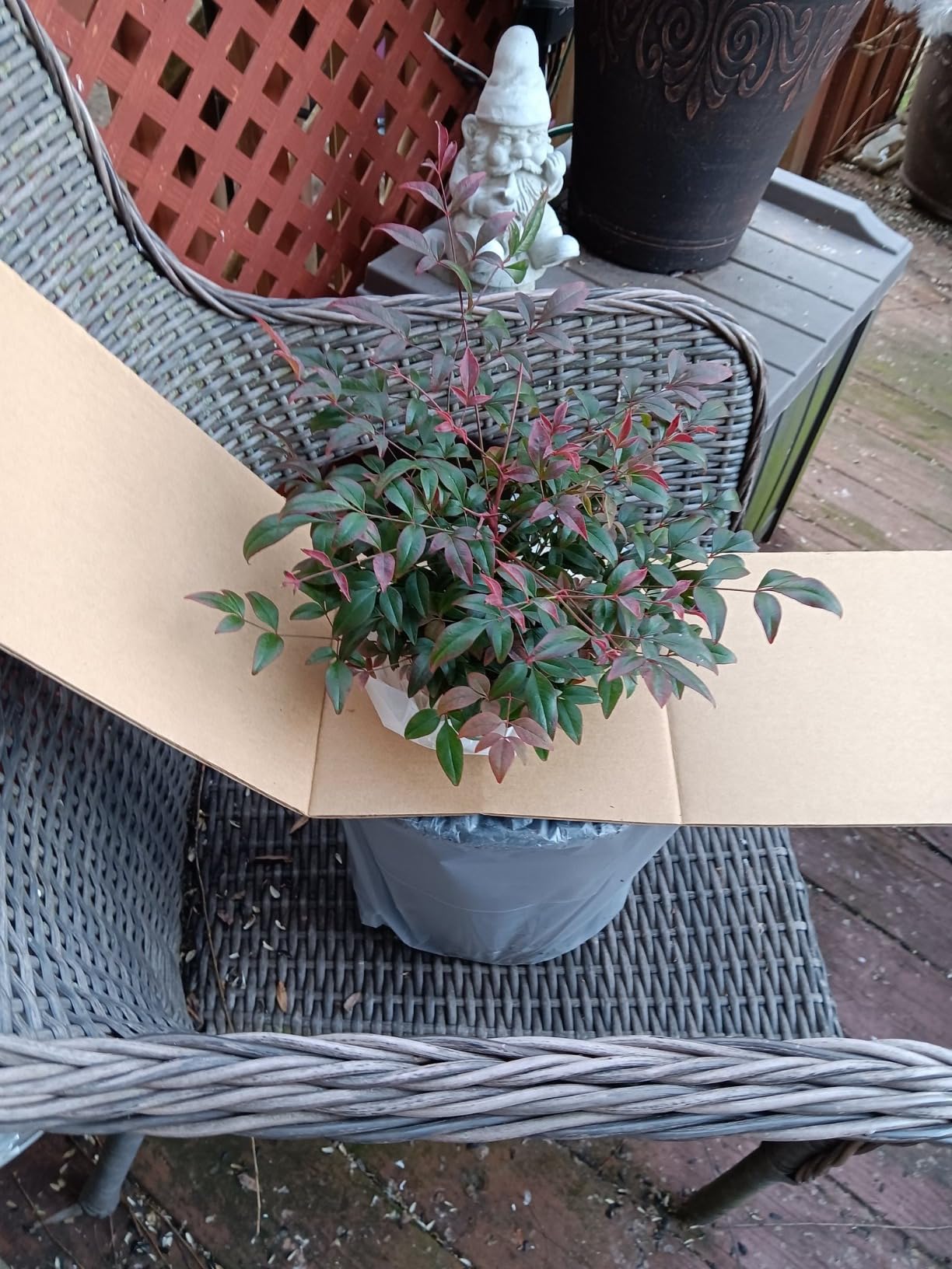 Southern Living 2 Gal. Obsession Nandina Shrub customer photo 1