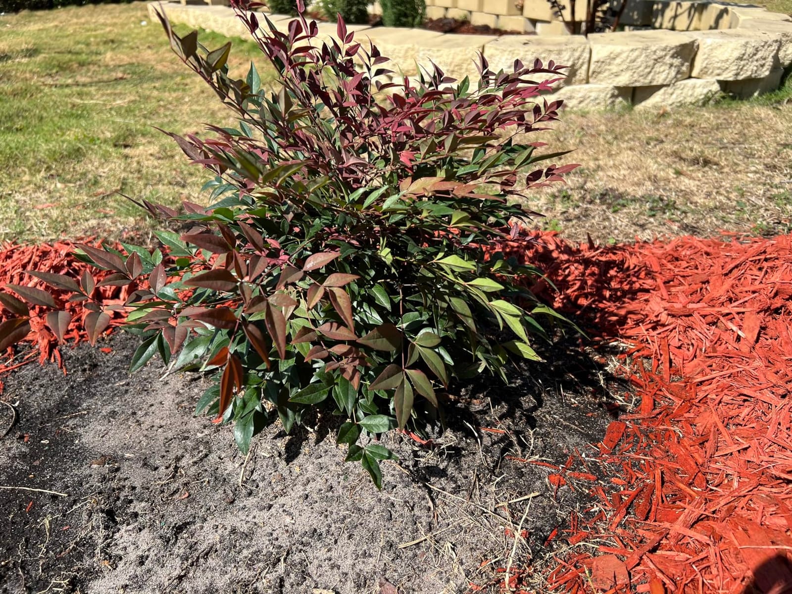 Southern Living 2 Gal. Obsession Nandina Shrub customer photo 2