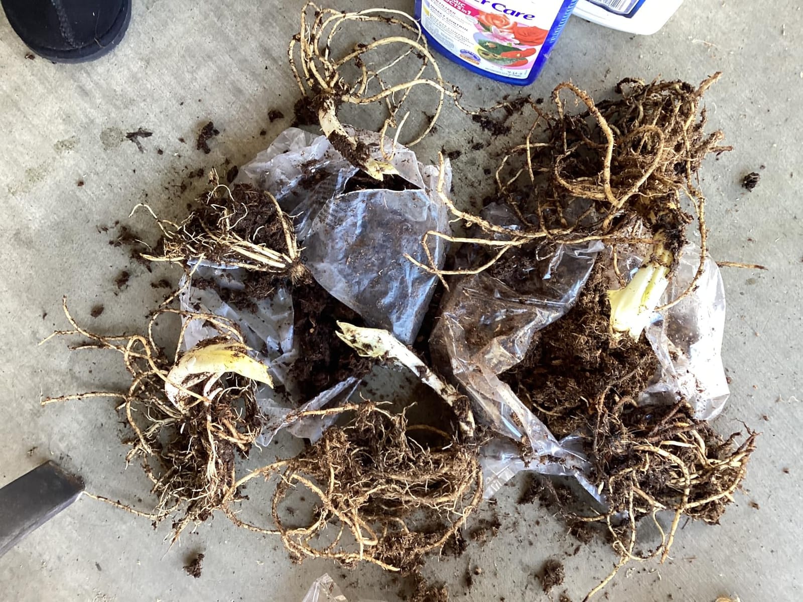 6 Pack of Mixed Heart-Shaped Hosta Bare Roots Plants - Rich Green Foliage, Low Maintenance for Your Home and Garden, Shipped Fresh & Daily from Our Coolers. 1000's Sold customer photo 1