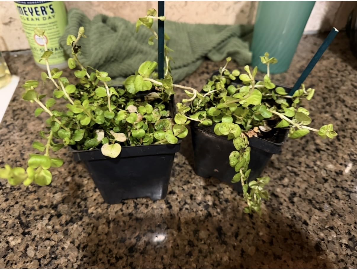 Creeping Jenny (Lysimachia nummularia) (2 Pack) - Live Trailing Ground Cover Perennial, 6