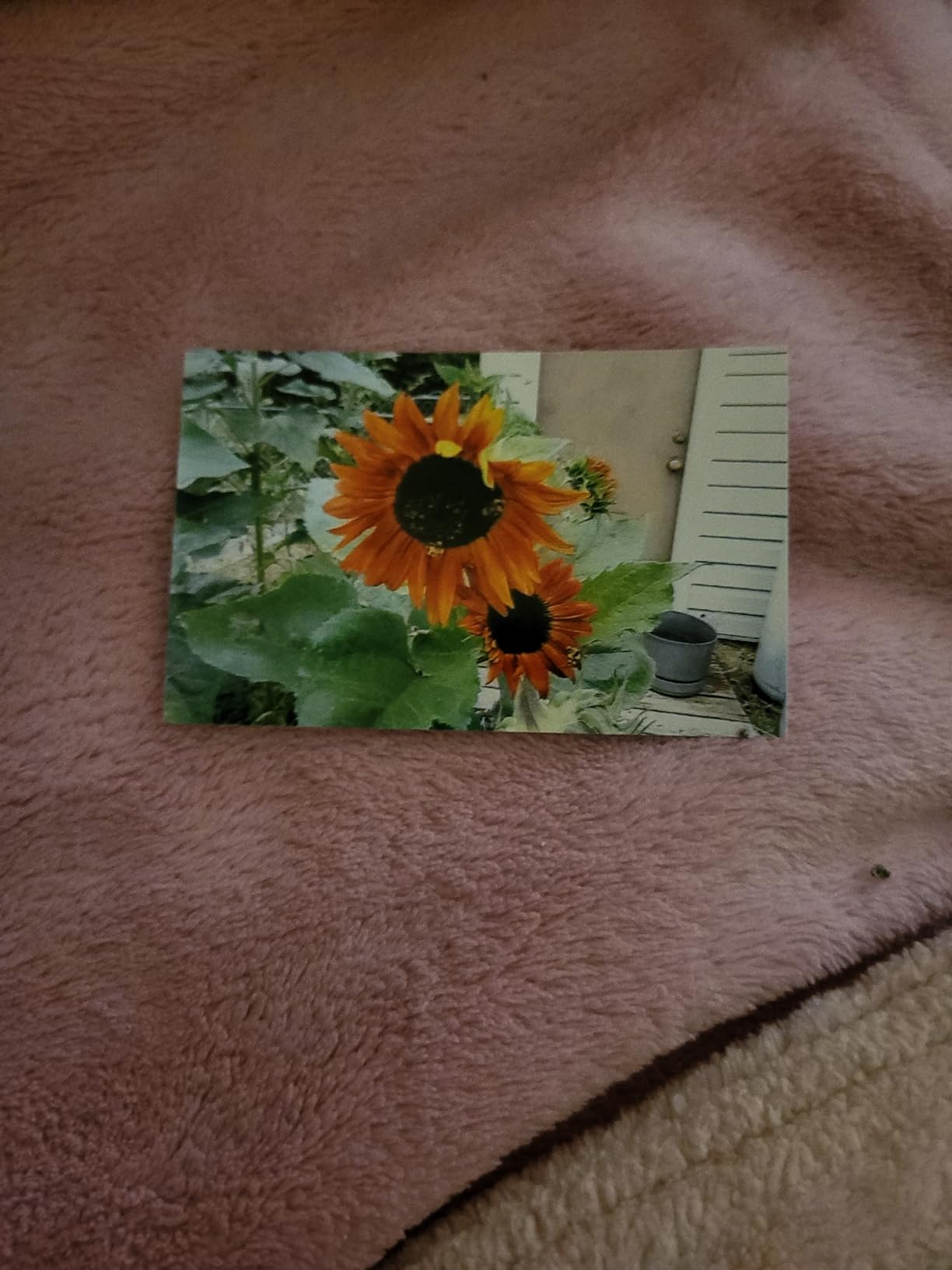 KODAK Mini Shot 2 Retro 2x3 Instant Camera, Photo Printer, 38 Sheet, Yellow customer photo 1