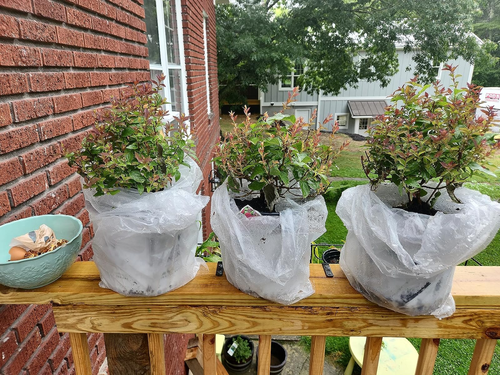 Proven Winners 2 Gal. Double Play Doozie Spirea Shrub customer photo 1