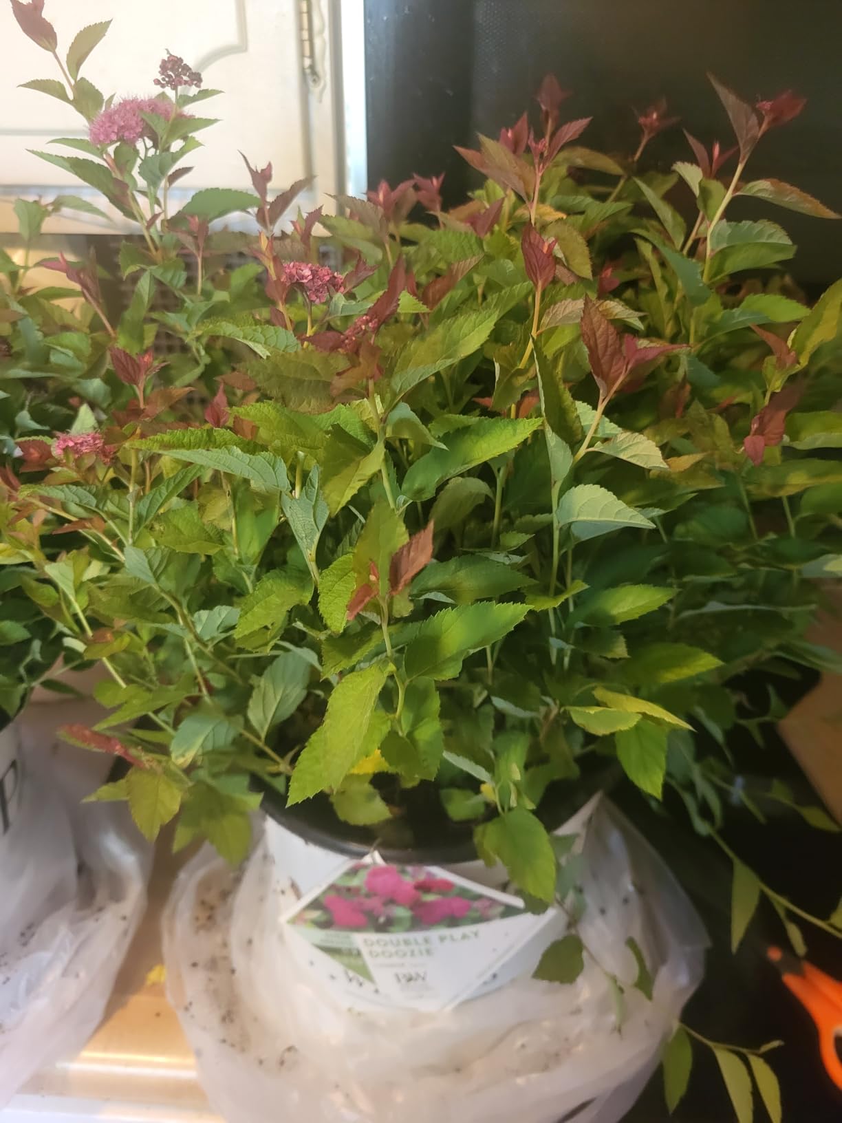 Proven Winners 2 Gal. Double Play Doozie Spirea Shrub customer photo 2