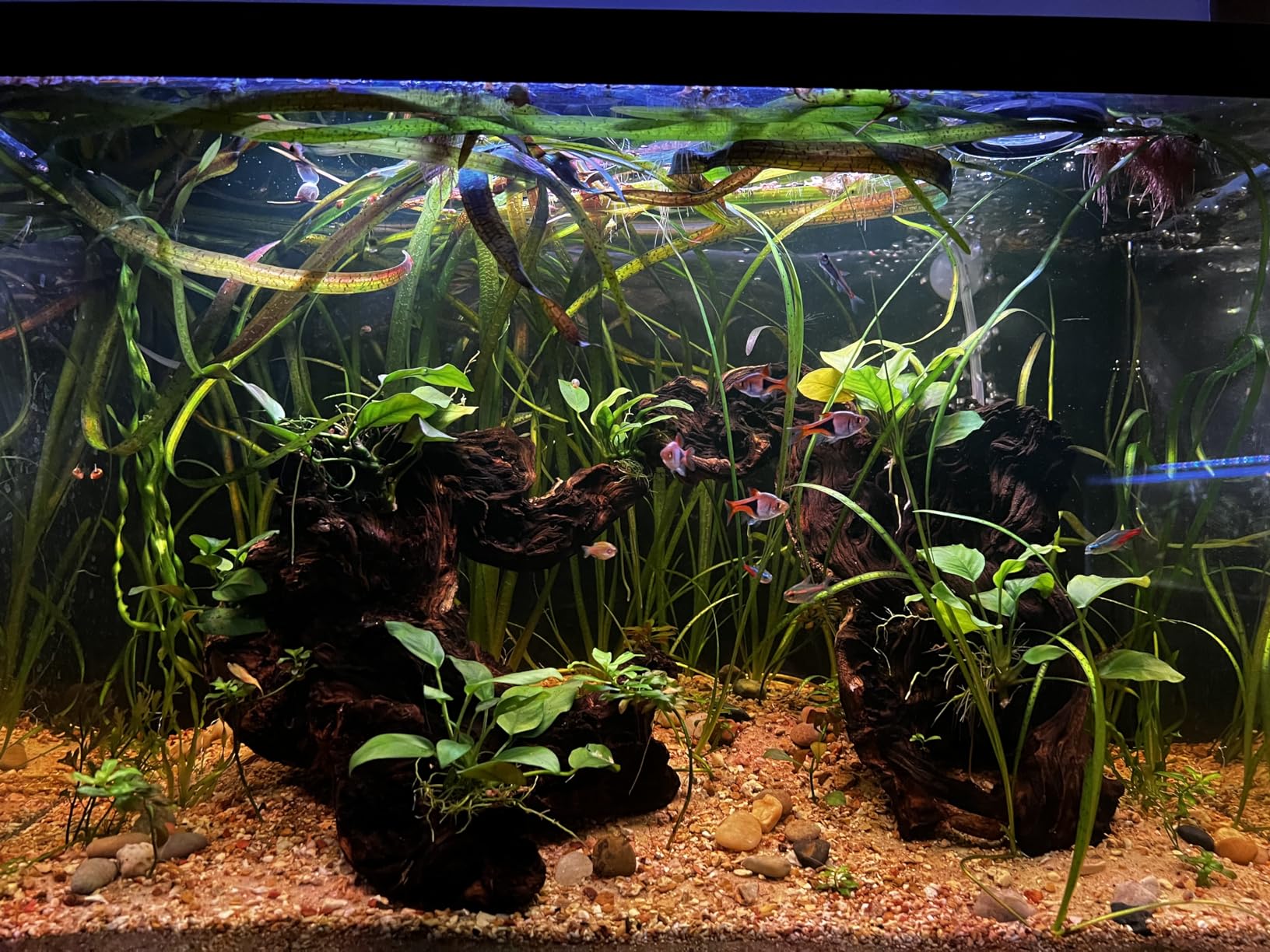 hygger 18W 24/7 Lighting Aquarium LED Light, Sunrise-Daylight-Moonlight Mode and DIY Mode, Adjustable Timer Adjustable Brightness Fish Tank Light with Extendable Bracket 7 Colors for Planted Tank customer photo 1