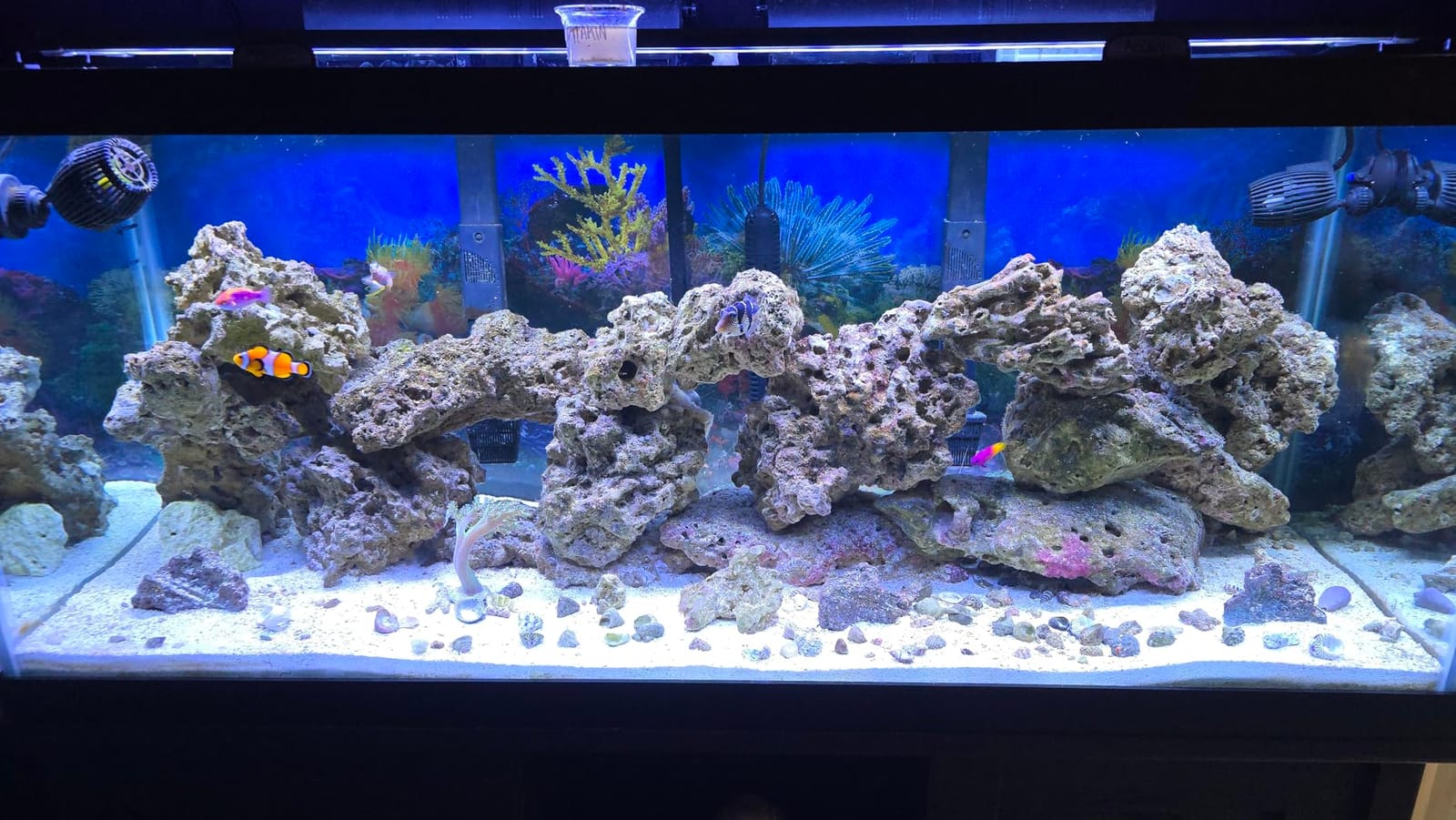 NICREW ClassicLED Marine Saltwater Aquarium Light, 48W for 48–60 inch Tanks customer photo 1