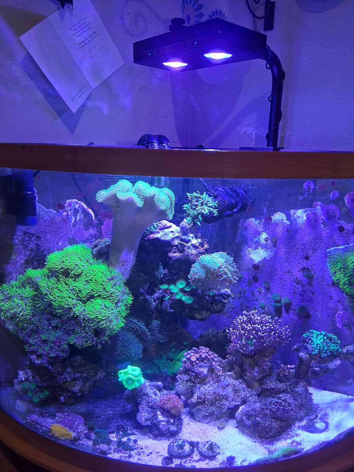 Aquarium Light - 95 Watt Sunrise Sunset Moonlight, Group Control Program Coral Reef Light Dimmable Full Spectrum for Marine Tanks,Saltwater Tank Light with Timer (Brackets) customer photo 1