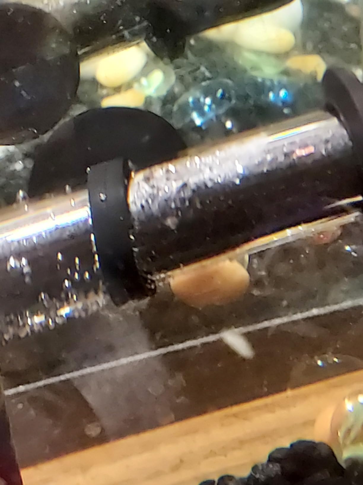 GloFish Submersible Heater 50 Watts, for Aquariums Up to 10 Gallons, UL Listed,BLACK customer photo 1