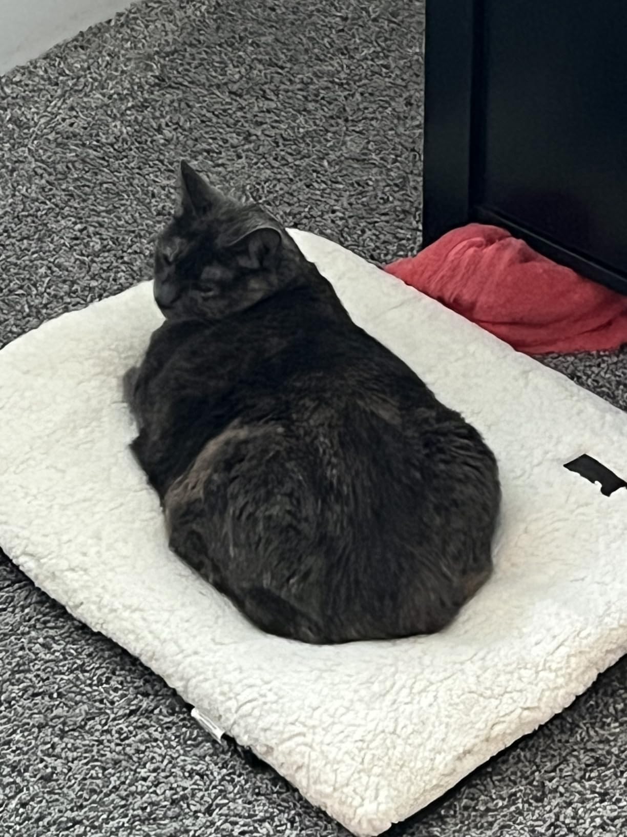 Mora Pets Self Warming Cat Bed Self Heating Cat Dog Mat Pet Pad Extra Warm customer photo 1