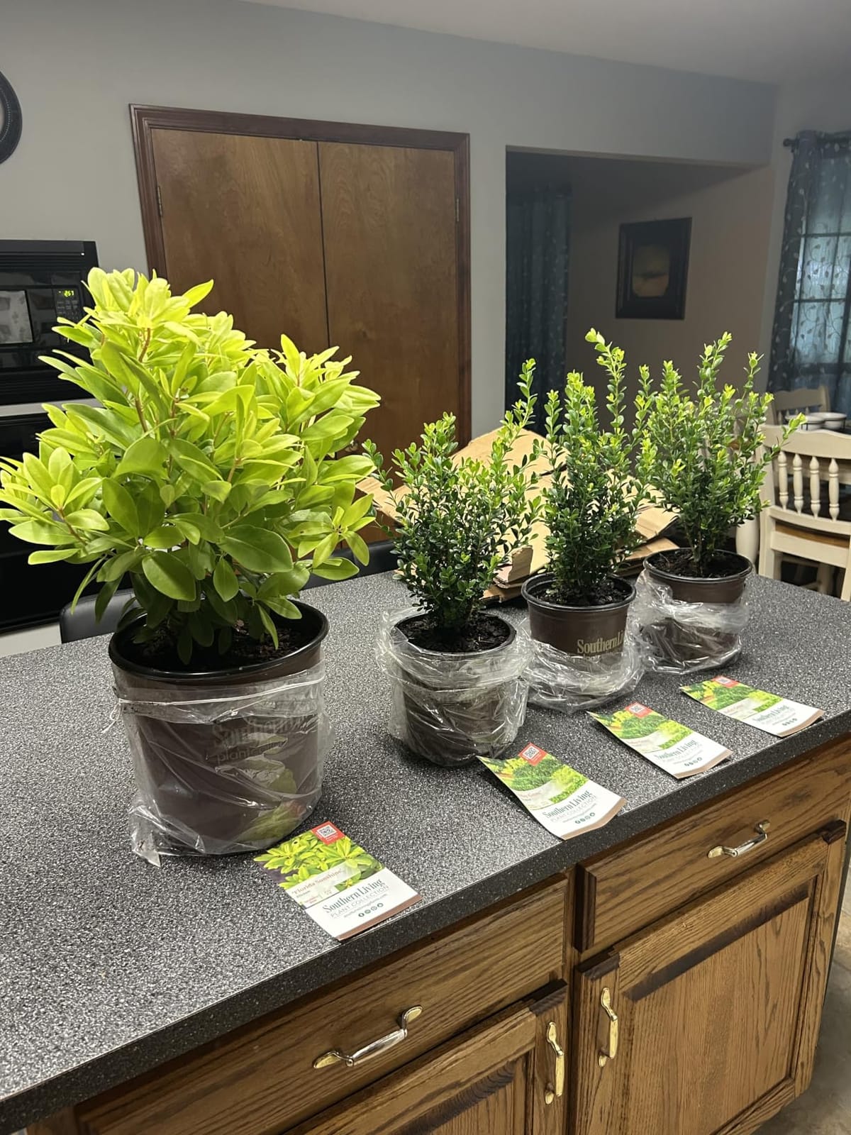 Baby Gem Boxwood (2.5 Quart) Low-Maintenance Evergreen Shrub - Full Sun to Part Shade Live Outdoor Plant customer photo 2