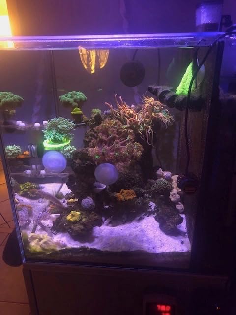 Aquarium Lights-100 watt 5 Channels Sunrise Sunset Moonlight Reef Lights for Coral SPS LPS Saltwater Tank customer photo 1