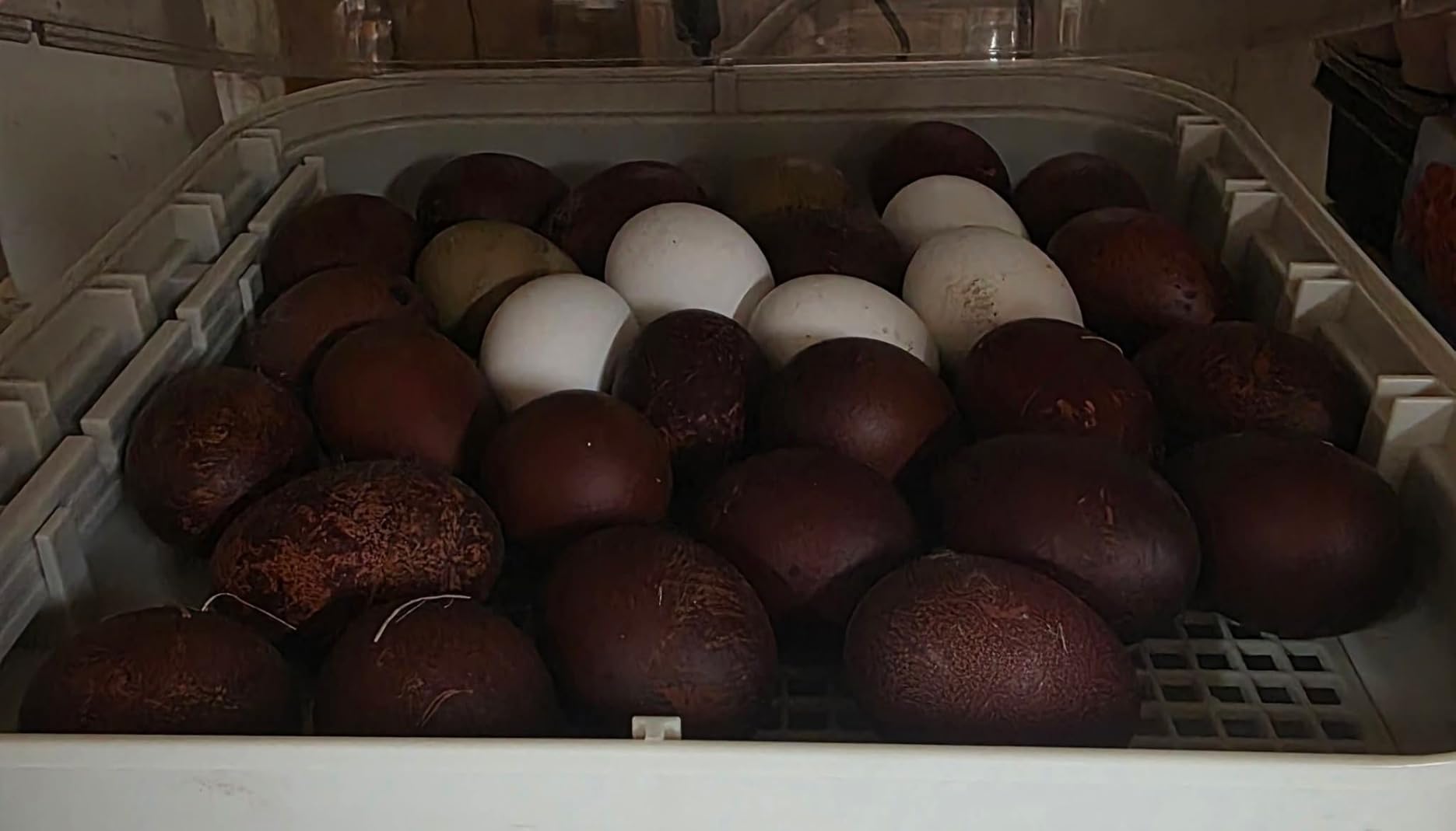 MATICOOPX 30 Egg Incubator with Humidity Display, Egg Candler, Automatic Egg Turner, for Hatching Chickens customer photo 2
