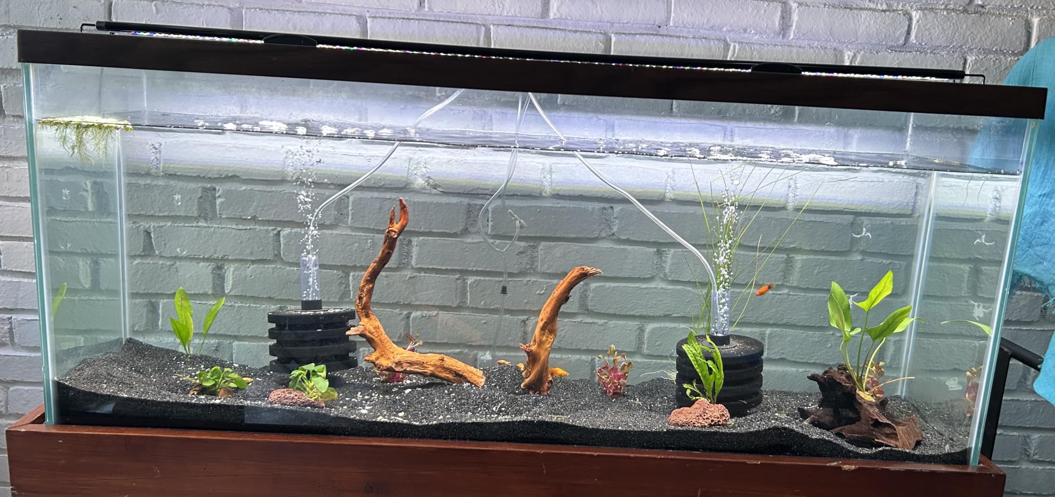 SEAOURA Led Aquarium Light for Plants Growth, Fish Tank Light 12-18 Inch customer photo 1