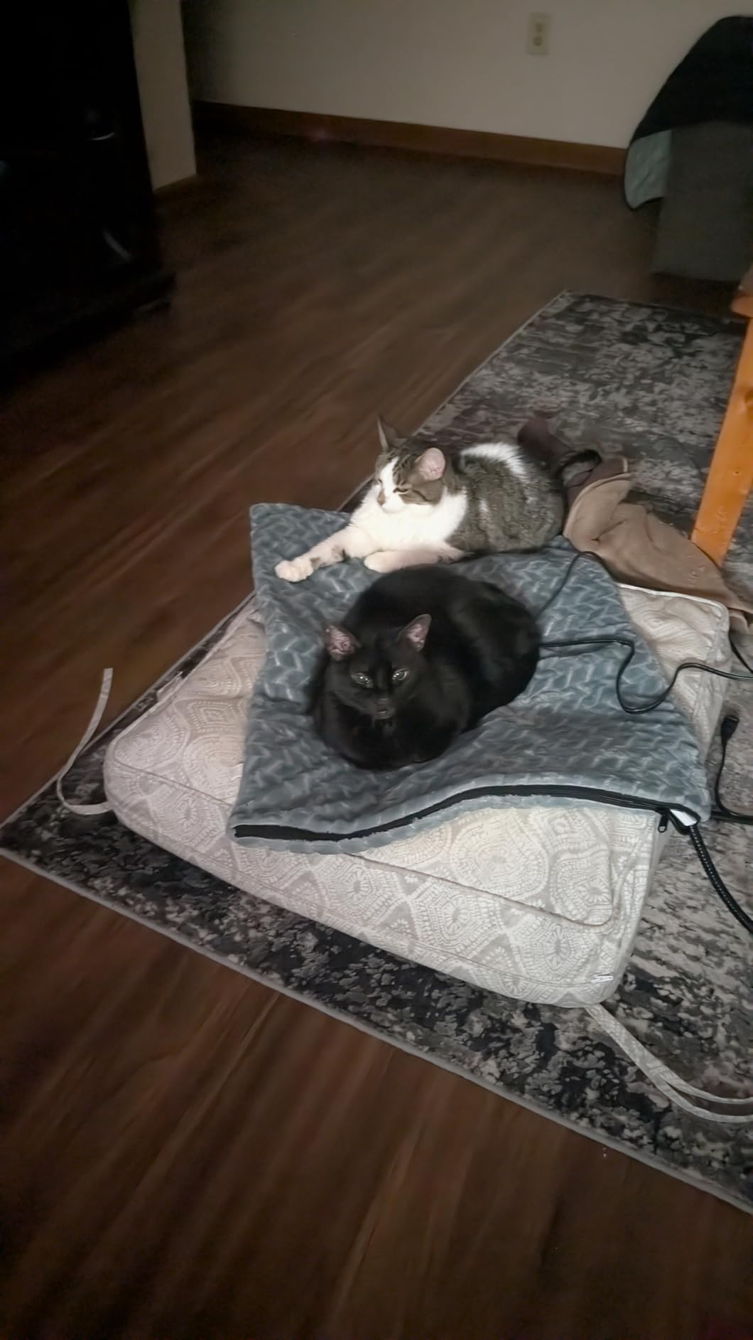 GASUR Heated Dog Bed, 28''x20'' Waterproof Cat Heating Pad with Timer Temperature Adjustable, Indoor Heated Electric Pet Bed for Cats Dogs, Auto Power-Off, Anti-bite Pet Heated Pad, Medium customer photo 2
