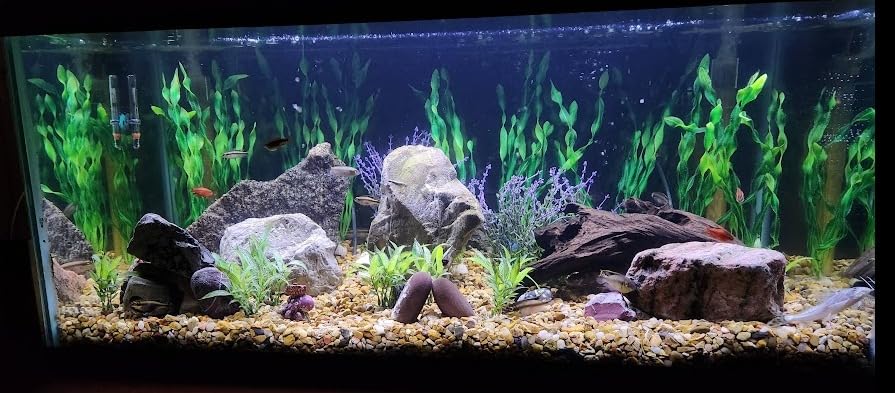 HiTauing Aquarium Heater, 300W Fish Tank Heater with LED Digital Display & 5 Safety Protection, Submersible Aquarium Heater with 2 Suction Cup and 8.2Ft Cord for 40-75 Gallon Fish Tank. customer photo 2